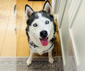Siberian Husky Dogs for adoption in Santa Maria, CA, USA