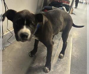 Mutt Dogs for adoption in Bakersfield, CA, USA