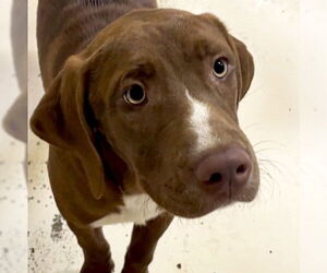 Labrador Retriever-Rhodesian Ridgeback Mix Dogs for adoption in Jefferson, WI, USA
