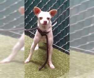 Chihuahua Dogs for adoption in Downey, CA, USA