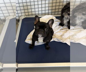 French Bulldog Dogs for adoption in Chico, CA, USA
