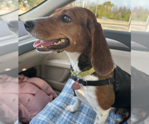 Beagle Dogs for adoption in Tampa, FL, USA