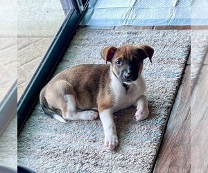 Medium Photo #1 Mutt Puppy For Sale in Vail, AZ, USA