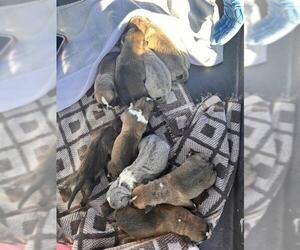 American Pit Bull Terrier-Unknown Mix Dogs for adoption in San Bernardino, CA, USA