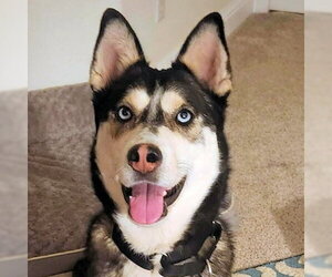 Siberian Husky Dogs for adoption in Omaha, NE, USA