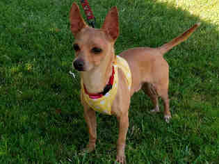 Chihuahua Dogs for adoption in San Clemente, CA, USA