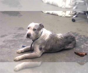 American Staffordshire Terrier-Poodle (Standard) Mix Dogs for adoption in Tallahassee, FL, USA