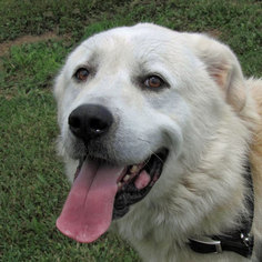Great Pyrenees Dogs for adoption in Madison, IN, USA