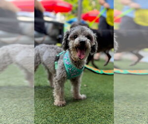 Poodle (Miniature) Dogs for adoption in Greenville, SC, USA