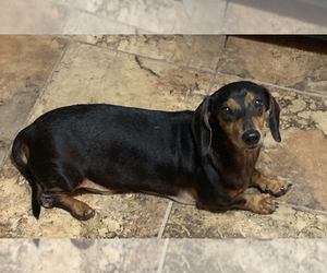 Dachshund Dogs for adoption in Boerne, TX, USA