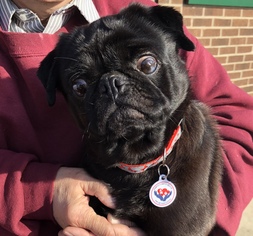 Pug Dogs for adoption in Holly Springs, NC, USA