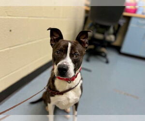 American Pit Bull Terrier Dogs for adoption in Denver, CO, USA