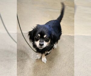 Cheeks Dogs for adoption in Sacramento, CA, USA
