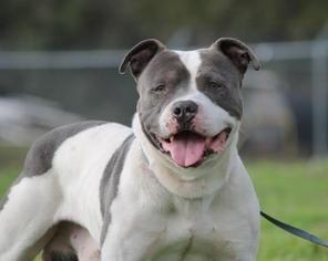 American Staffordshire Terrier-Unknown Mix Dogs for adoption in Leesburg, FL, USA