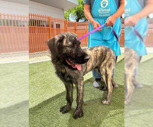 Labrador Retriever-Otterhound Mix Dogs for adoption in Las Vegas, NV, USA