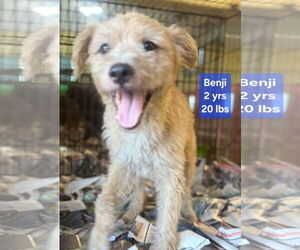 Mutt Dogs for adoption in Virginia Beach, VA, USA