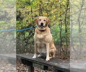 Golden Retriever Dogs for adoption in Lockport, NY, USA