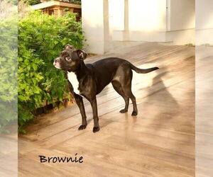 Boston Terrier-Unknown Mix Dogs for adoption in Menifee, CA, USA