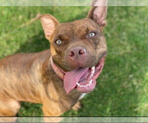 American Pit Bull Terrier-Unknown Mix Dogs for adoption in Redlands, CA, USA