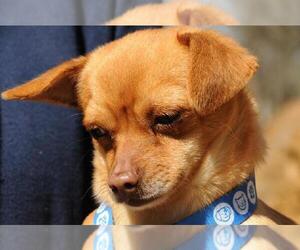 Chihuahua Dogs for adoption in Jamestown, CA, USA