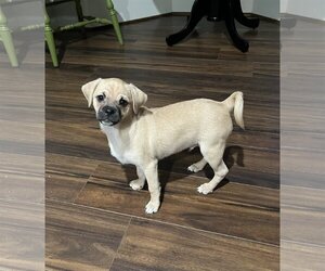 Chug Dogs for adoption in Katy, TX, USA
