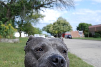 Medium Photo #1 American Pit Bull Terrier-Unknown Mix Puppy For Sale in Island Lake, IL, USA