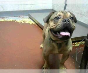 French Bulldog Dogs for adoption in Atlanta, GA, USA