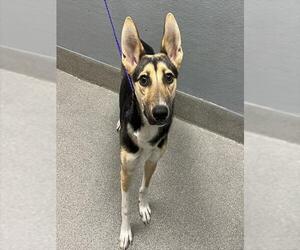 German Shepherd Dog-Unknown Mix Dogs for adoption in Las Vegas, NV, USA