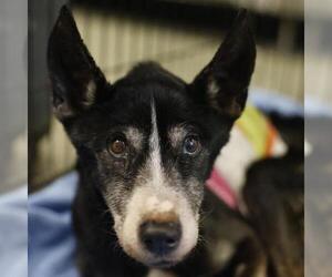 Mutt Dogs for adoption in San Antonio, TX, USA