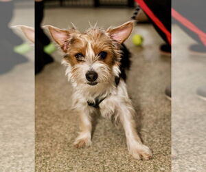 Mutt Dogs for adoption in St. Louis Park, MN, USA