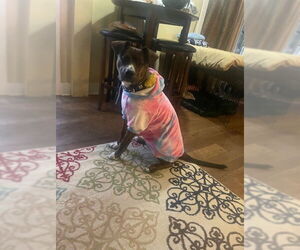 Australian Shepherd-Boxer Mix Dogs for adoption in SHERBURNE, NY, USA