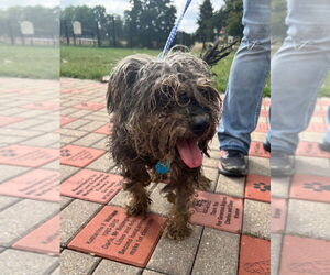 Mutt Dogs for adoption in Pierceton , IN, USA