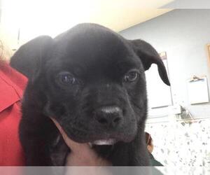 Mutt Dogs for adoption in Riverside, CA, USA