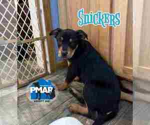 Medium Photo #1 Labrador Retriever-Unknown Mix Puppy For Sale in Binghamton, NY, USA