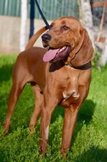 Redbone Coonhound Dogs for adoption in Penngrove, CA, USA