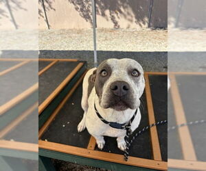 American Staffordshire Terrier-Unknown Mix Dogs for adoption in Palmetto, FL, USA