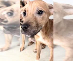 Beagle Dogs for adoption in Houston, TX, USA