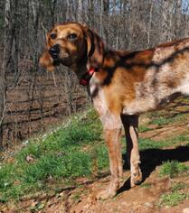 English Coonhound Dogs for adoption in Rocky Mount, VA, USA