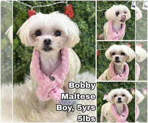 Maltese Dogs for adoption in Seattle, WA, USA