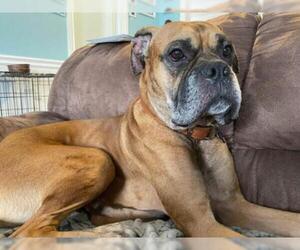 Boxer-Unknown Mix Dogs for adoption in Brights Grove, Ontario, Canada
