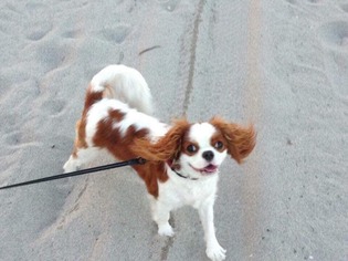 Cavalier King Charles Spaniel Dogs for adoption in Valrico, FL, USA