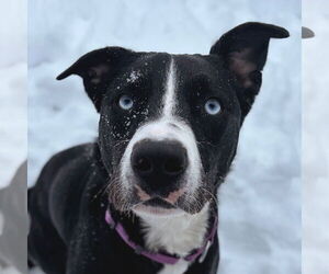 Catahoula Leopard Dog-Unknown Mix Dogs for adoption in Jefferson, WI, USA