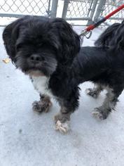 Lhasa Apso-Unknown Mix Dogs for adoption in Green Bay, WI, USA