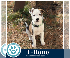 Border Collie-Unknown Mix Dogs for adoption in Kimberton, PA, USA