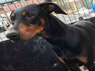 Doberman Pinscher Dogs for adoption in Frisco, CO, USA