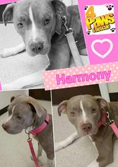 American Pit Bull Terrier Dogs for adoption in Fenton, MO, USA