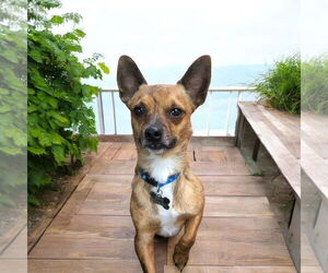 Chihuahua Dogs for adoption in Menifee, CA, USA