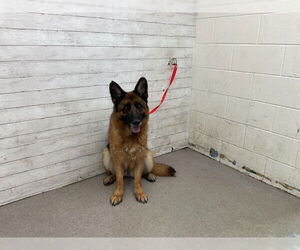 German Shepherd Dog-Unknown Mix Dogs for adoption in San Bernardino, CA, USA