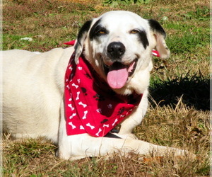 Dalmatian-Labrador Retriever Mix Dogs for adoption in Elizabeth City, NC, USA