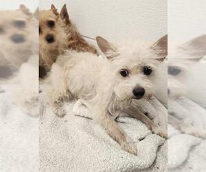 Miniature Schnauzer-Unknown Mix Dogs for adoption in Temple, TX, USA